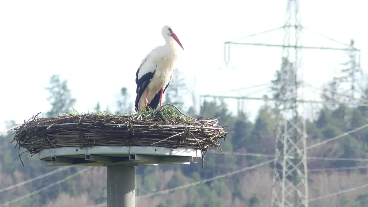 Nur gelegentlich hebt die brütende Störchin im neuen Nest kurz mal den Kopf hoch.