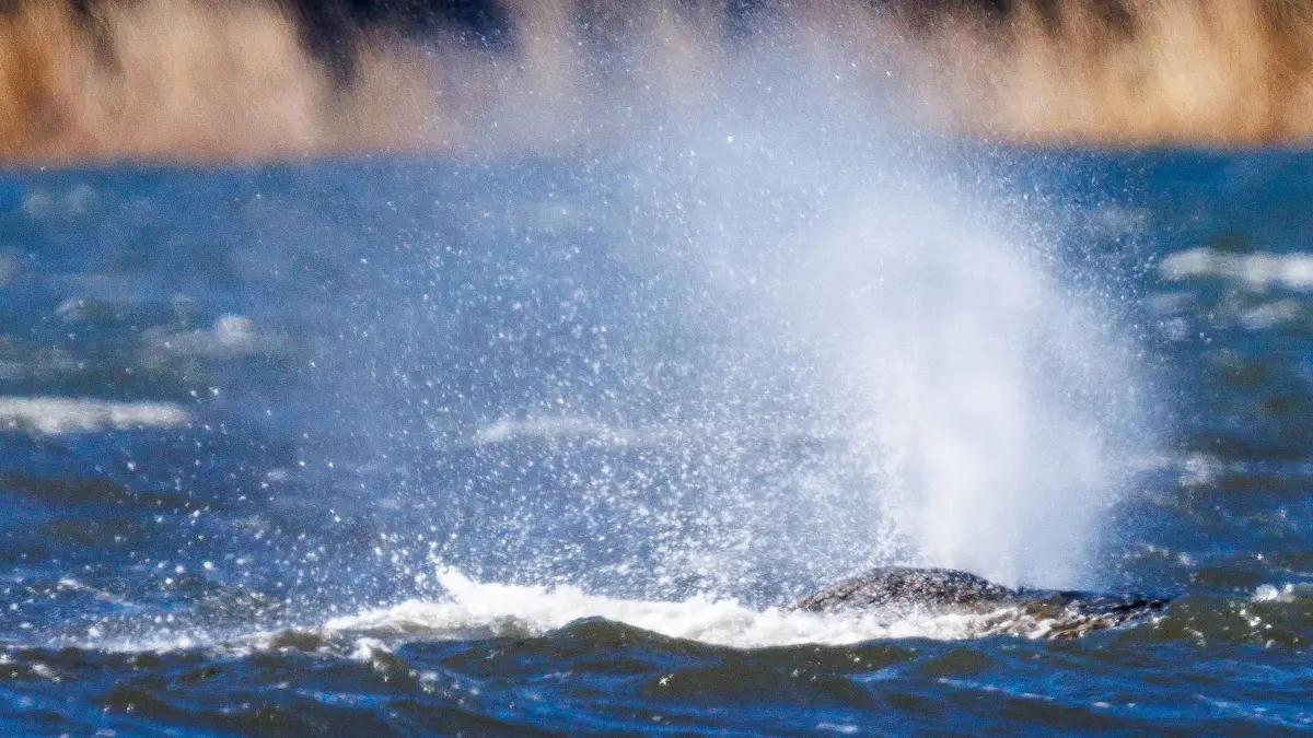 Rettungsaktion für den Buckelwal: 20.04.2026, Mecklenburg-Vorpommern, Kirchdorf (poel): Der Buckelwal liegt wieder vor der Insel Poel und bläst Atemluft aus. Der bei Wismar gestrandeten Buckelwal hatte sich am Morgen freigeschwommen und hat sich mehrere Kilometer bewegt. Eine privaten Initiative versucht seit Tagen den Wal zu retten. Foto: Jens Büttner/dpa +++ dpa-Bildfunk +++