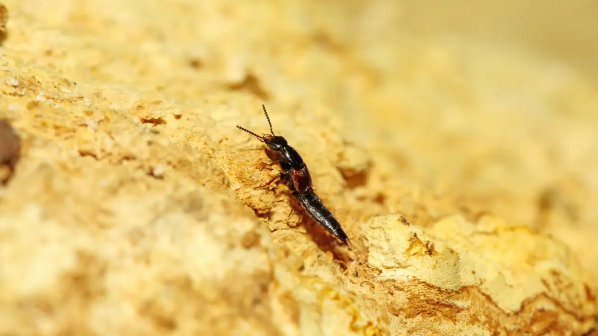 Besondere Bedürfnisse: Der Rothörnige Moosgroßhalbflügler lebt nur dort, wo seit Jahrtausenden alte Bäume und Totholz vorherrschen. © Per Hoffmann Olsen