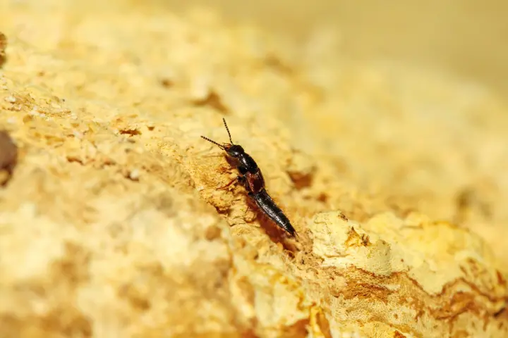 Experten finden zwei seltene Käferarten