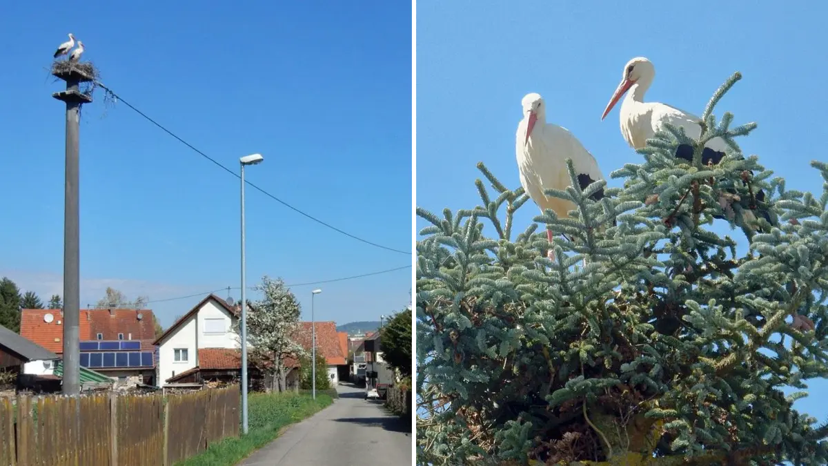 Trautes Glück in luftiger Höhe: Auf der kleinen Betonplattform eines gut sieben Meter hohen Strommasten am Ortsrand von Altingen hat sich ein Storchenpaar häuslich niedergelassen. Und auch im Wipfel einer gestutzten Fichte mitten in Altingen setzt ein Storchenpaar zum Brutgeschäft an.
