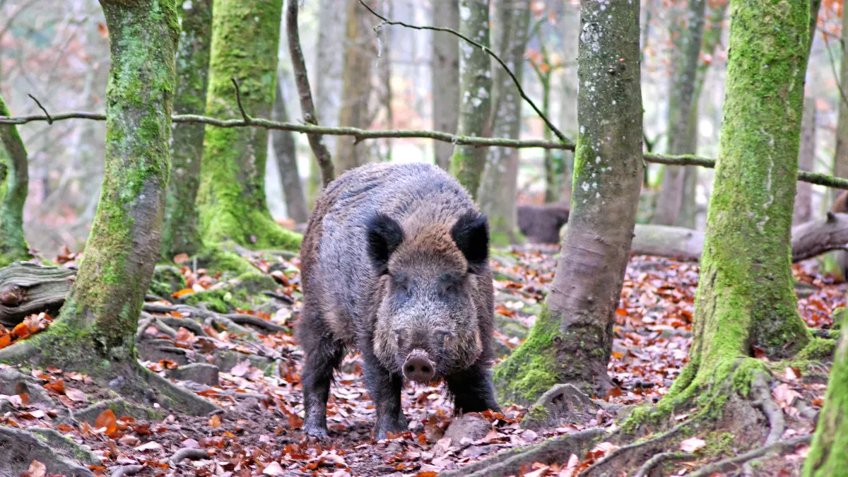 (ohne Überschrift): Vorsicht: Dieses Foto ist möglicherweise nur für den einstigen Verlag Schwäbisches Tagblatt verwendbar. Wildschwein im Rammert beim Schadenweiler Hof
Bild: Hans-Jörg Schweizer
