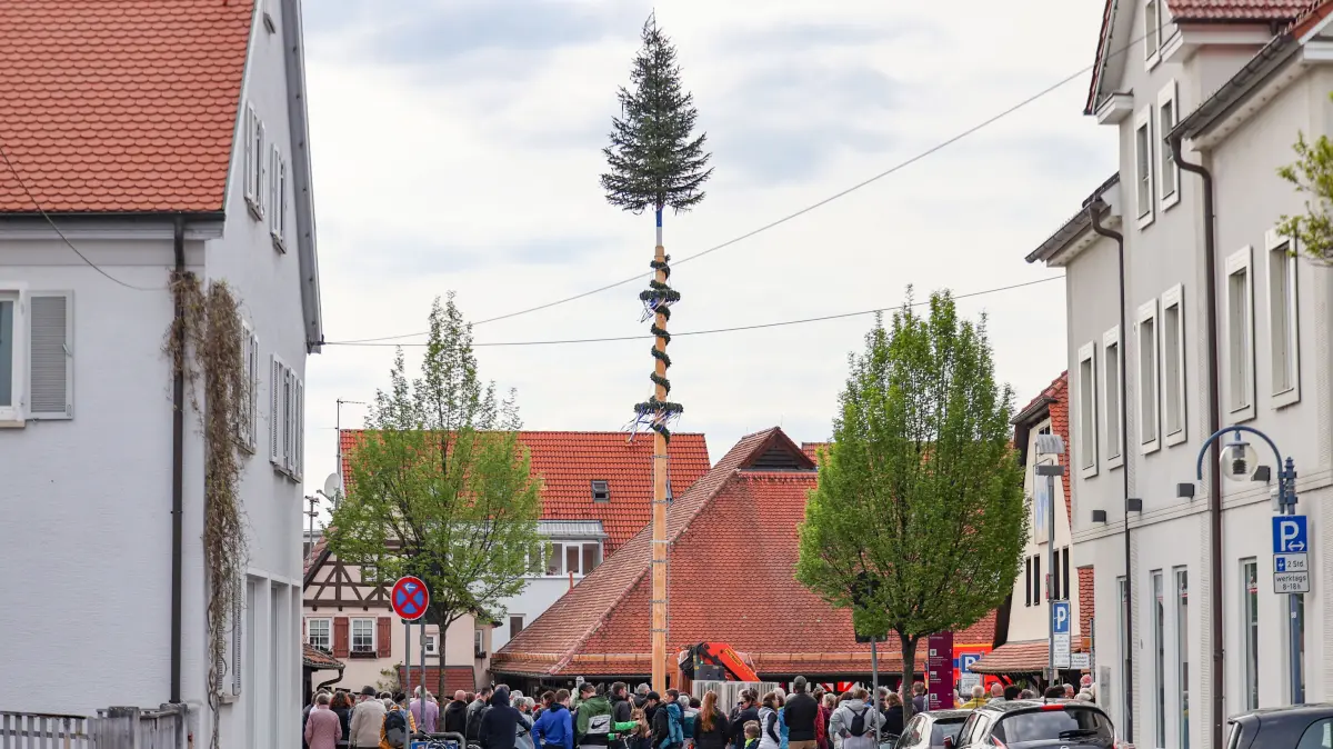 Metzingen Maibaum Maibaumstellen: Metzingen Maibaum Maibaumstellen