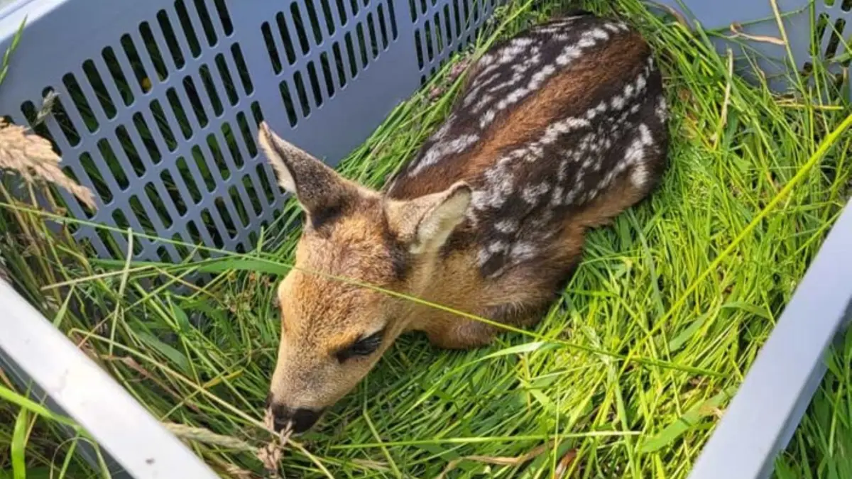 Kitzrettung der KJV Reutlingen. Nachdem die Kitze von den Drohnen im hohen Gras lokalisiert und von den Fängern gesichert wurden, werden sie in Kisten gelegt. Sobald die Mäharbeiten abgeschlossen sind, werden die Rehkinder wieder freigelassen.