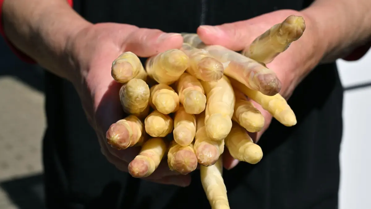 Spargelsaison in Thüringen: 22.04.2026, Thüringen, Kutzleben: Zwei Hände voller Spargel im Hofladen des Spargelhof Kutzleben. In dem Agrarbetrieb im Unstrut-Hainich-Kreis wurde die Saison des bei Feinschmeckern beliebten Edelgemüses im Freistaat offiziell mit der Ernennung der Thüringer Spargelkönigin eröffnet. Geerntet werden die Stangen bereits seit nach Ostern. In Kutzleben, einem der größeren Anbaubetriebe in Thüringen, wird in diesem Jahr auf rund 100 Hektar Fläche Bleich- und Grünspargel geerntet. Foto: Martin Schutt/dpa +++ dpa-Bildfunk +++