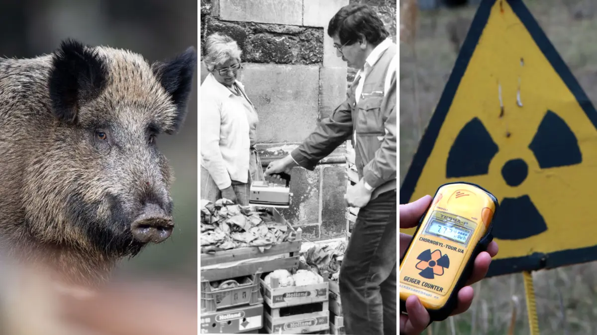 Tschernobyl, Ulm Gemüsetest auf dem Markt, Radioaktiv, Wildschwein
