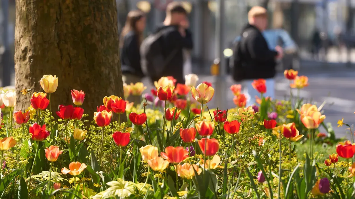 Frühlingswetter in Koblenz: ARCHIV - 15.04.2026, Rheinland-Pfalz, Koblenz: Bunter Tulpenbeete verbreiten in der Koblenzer Innenstadt eine frühlingshafte Stimmung. (zu dpa: «Temperaturen bis 23 Grad in Rheinland-Pfalz und im Saarland») Foto: Thomas Frey/dpa +++ dpa-Bildfunk +++