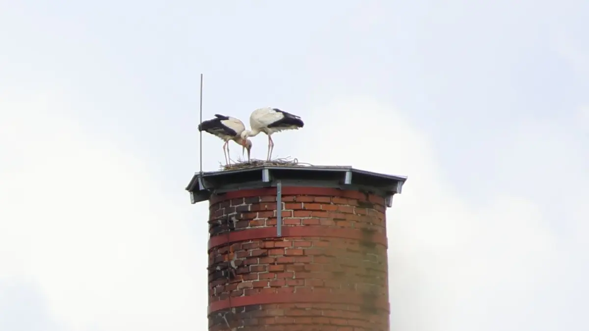 Auf dem Schornstein an der Friedrichstraße in Hechingen nistet neuerdings ein Storchenpaar.