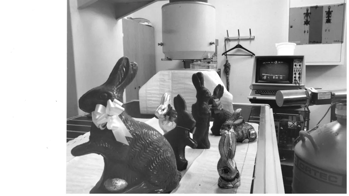 Schokohasen der Firma Klett warten auf die Strahlenuntersuchung