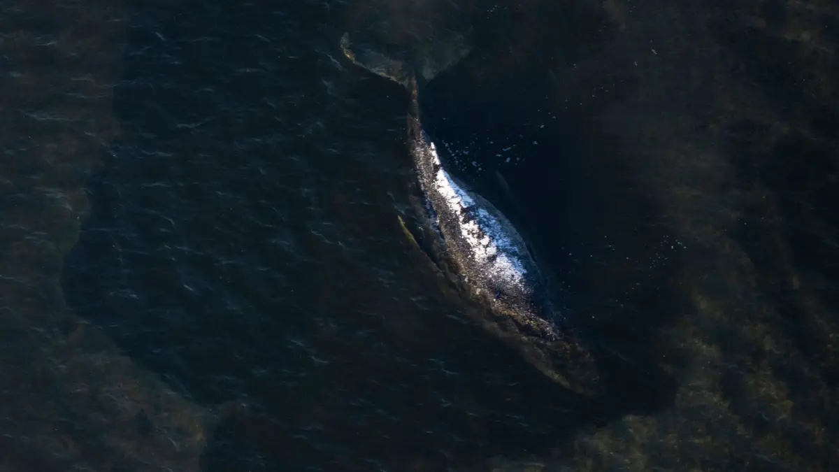 Weitere Entwicklung zum Buckelwal in der Ostsee: 22.04.2026, Mecklenburg-Vorpommern, Wismar: Der Buckelwal liegt in einer ausgespülten Wanne vor der Insel Poel (Aufnahme aus einem Flugzeug). Der vor drei Wochen bei Wismar gestrandete Buckelwal liegt weiterhin auf einer Sandbank fest. Eine privaten Initiative versucht seit Tagen, den Wal zu retten. Foto: Philip Dulian/dpa +++ dpa-Bildfunk +++