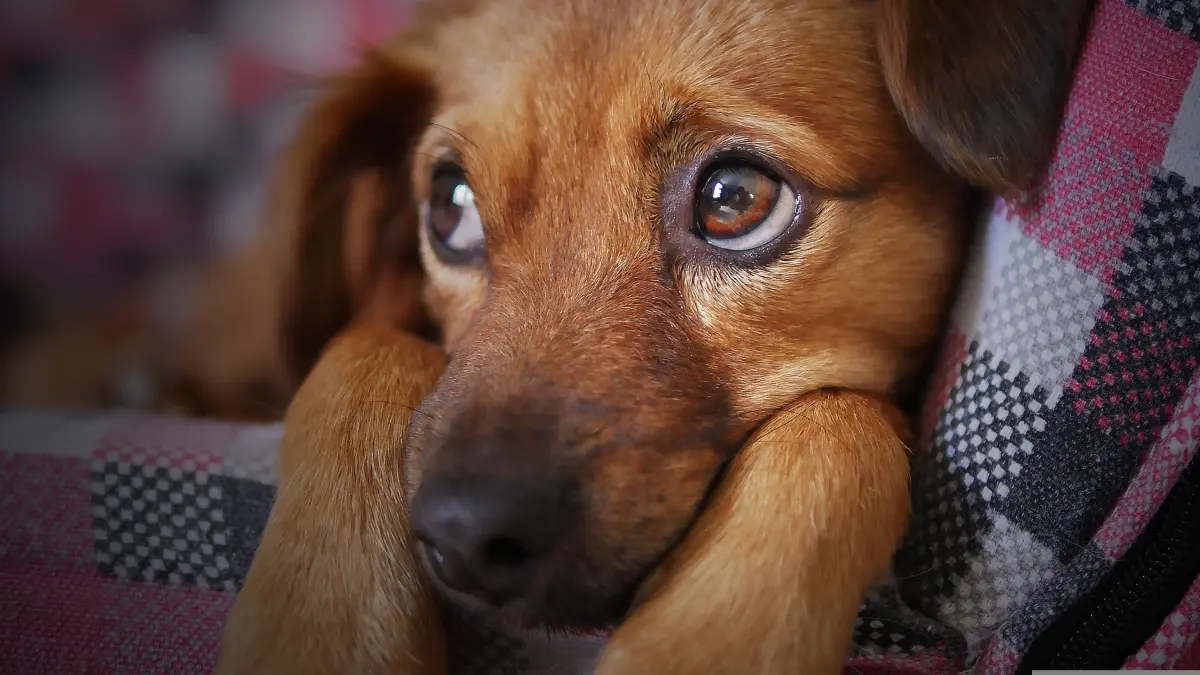 Hundewelpe Symbolbild ausgesetzte Hunde