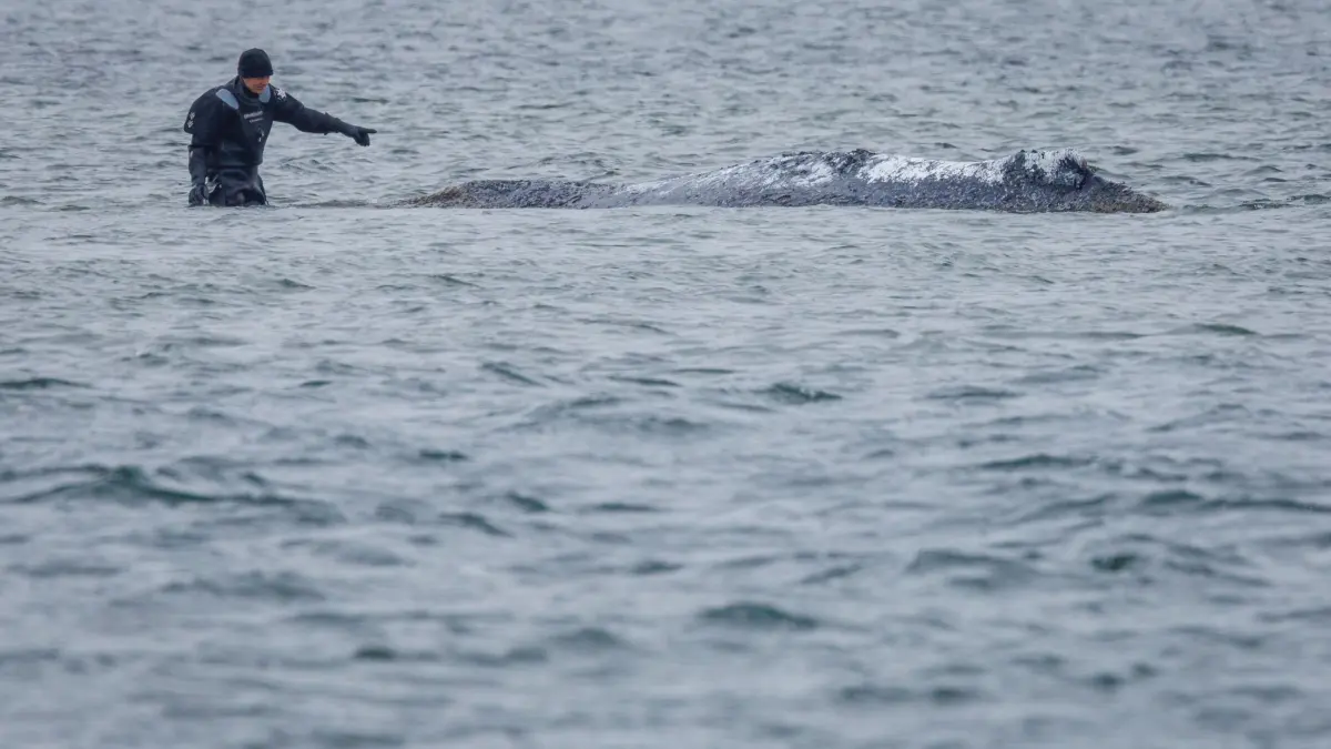 Weitere Entwicklung zum Buckelwal in der Ostsee: 23.04.2026, Mecklenburg-Vorpommern, Fährdorf (poel): Ein Helfer versucht, mit dem Buckelwal vor der Insel Poel zu kommunizieren. Der vor drei Wochen bei Wismar gestrandete Buckelwal liegt weiterhin im Flachwasser fest. Eine privaten Initiative versucht seit Tagen, den Wal zu retten. Foto: Jens Büttner/dpa +++ dpa-Bildfunk +++