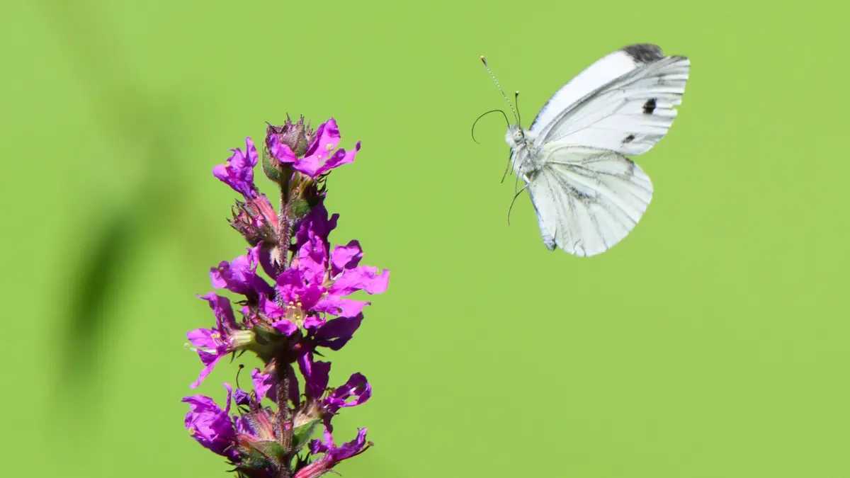Ein Kohlweißling-Schmetterling fliegt zu einem Blutweiderich: ARCHIV - Im Anflug: Der Kohlweißling nutzt den Blut-Weiderich als Nektarquelle. (zu dpa: «Sieben Stauden für Schmetterlinge») Foto: Julian Stratenschulte/dpa/dpa-tmn - Honorarfrei nur für Bezieher des dpa-Themendienstes +++ dpa-Themendienst +++