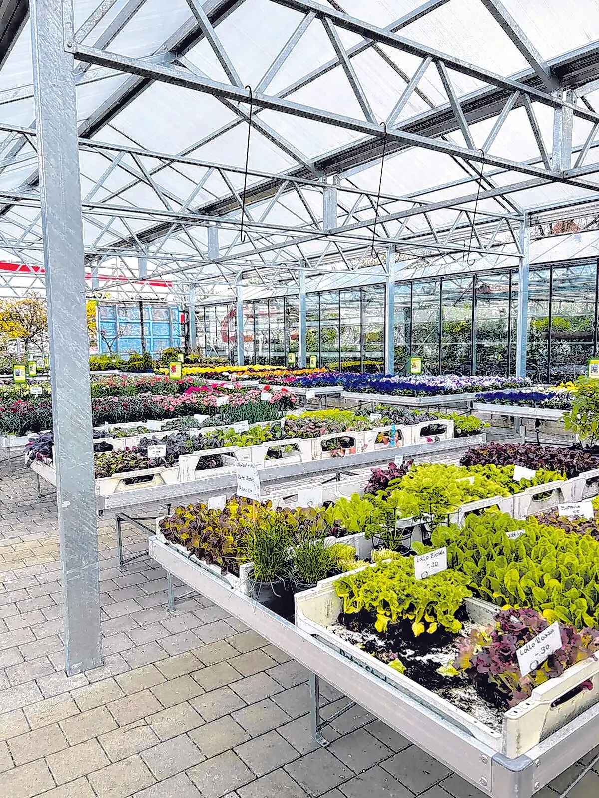 Blumen Jetter Balingen⇥Honorarfrei