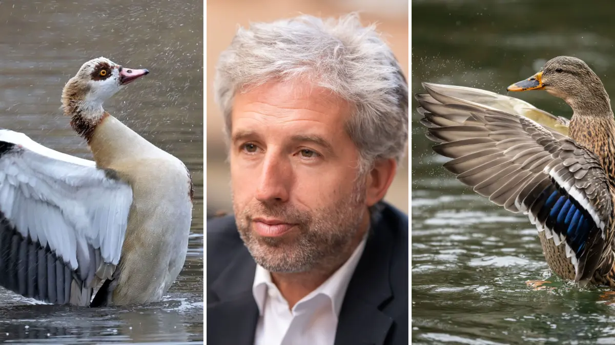 Verdrängen Nilgänse (links) durch aggressives Verhalten die heimischen Stockenten (rechts)? Boris Palmer glaubt das. Nun widersprechen ihm ein Biologe und lokale Vogelkundler.