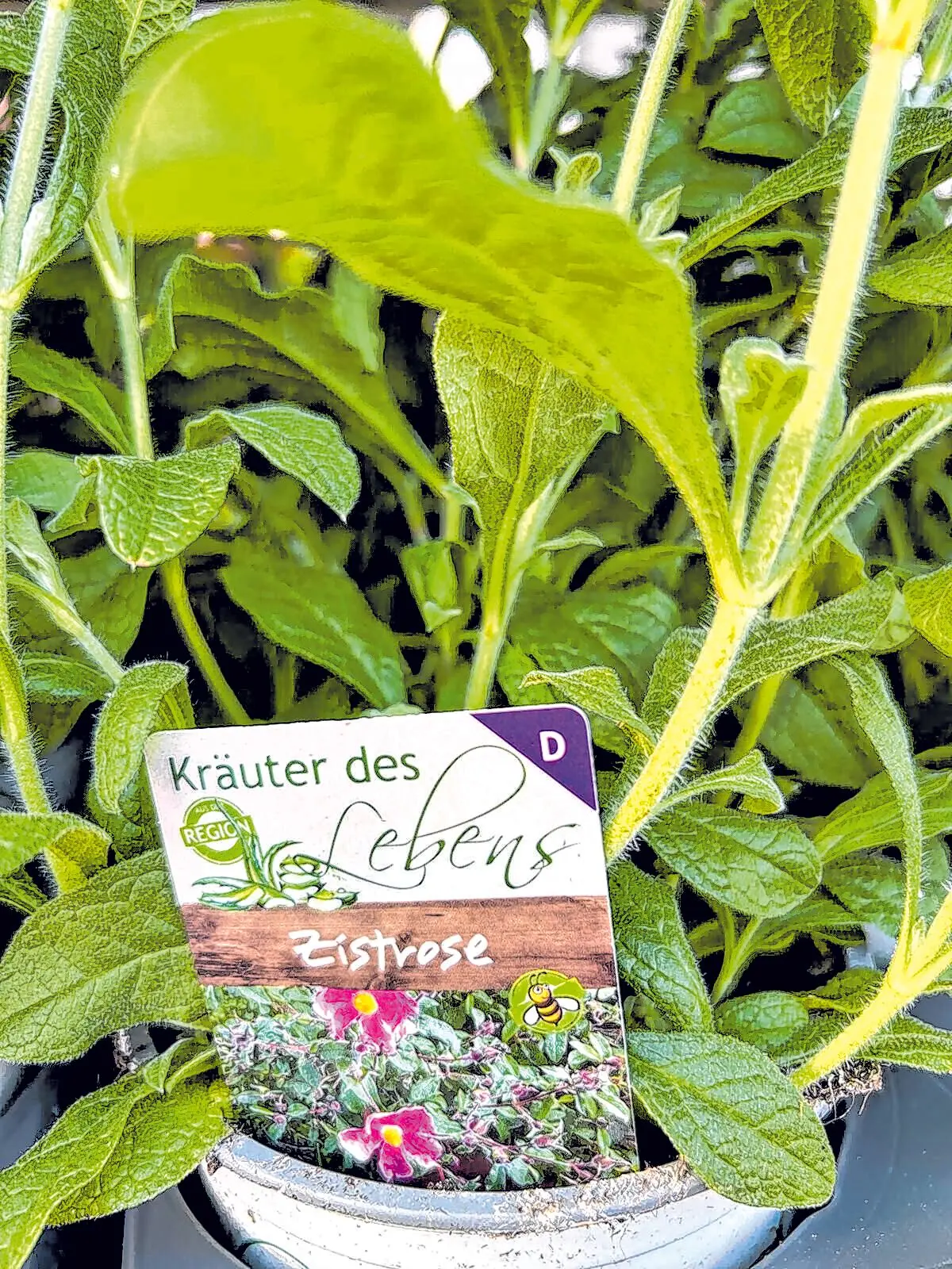 Blumen Jetter Balingen⇥Honorarfrei