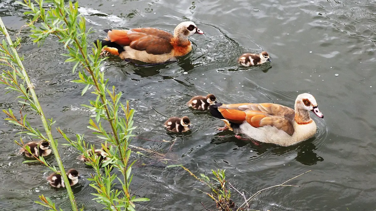 (ohne Überschrift): Vorsicht: Dieses Foto ist möglicherweise nur für den einstigen Verlag Schwäbisches Tagblatt verwendbar. Nilgänse Horb 17.5.2021.Bild: Karl-Heinz Kuball