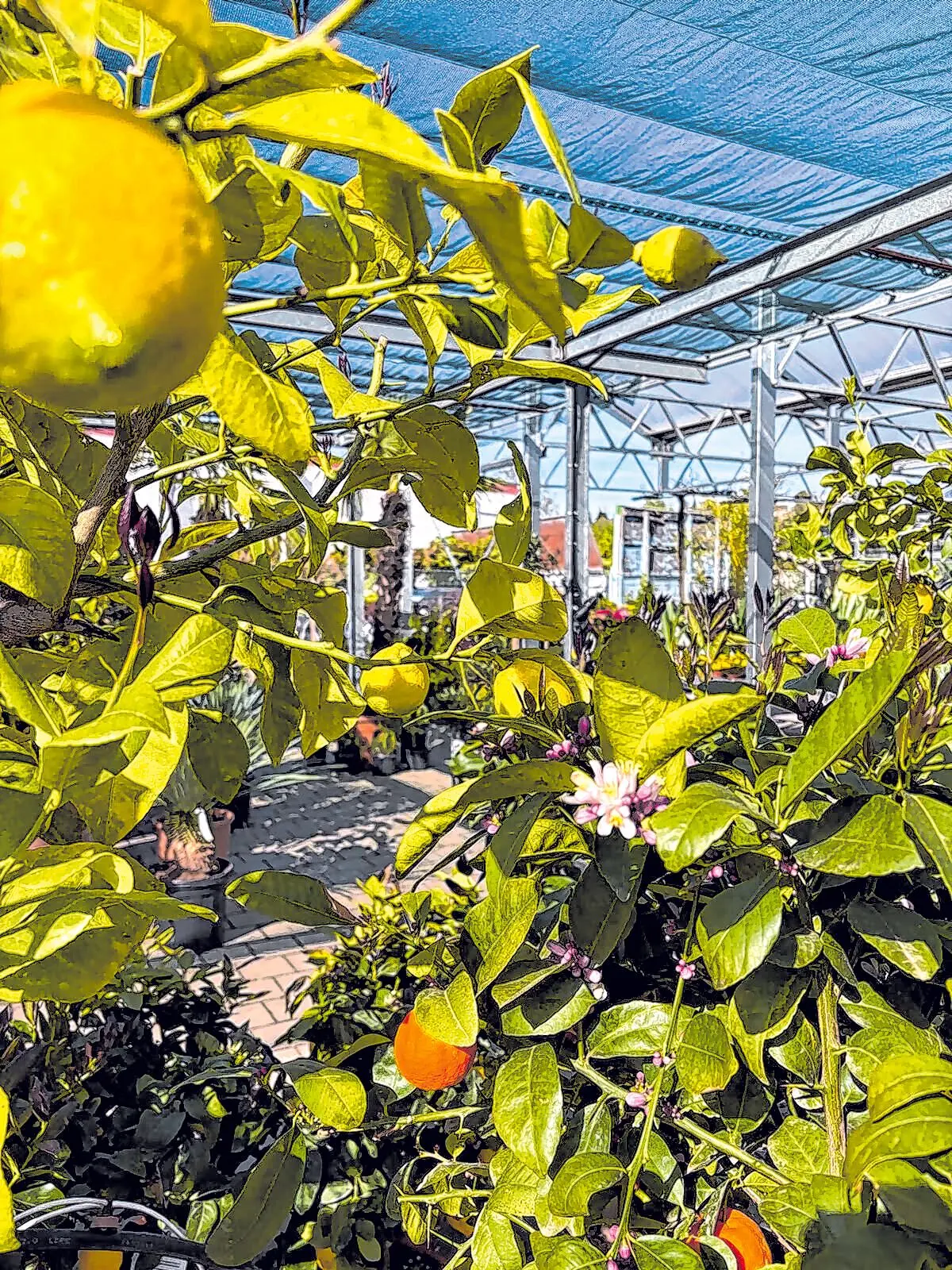 Bei Blumen Jetter in Balingen können Sie sich den Süden nach Hause holen. Überzeugen Sie sich selbst!
