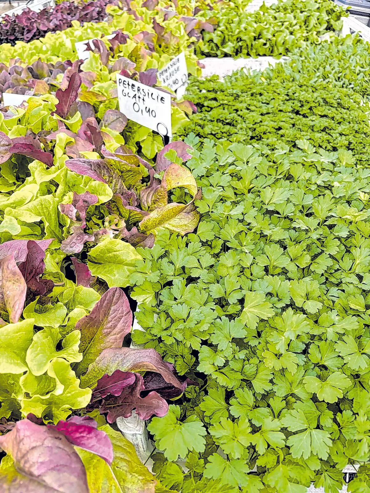 Blumen Jetter Balingen⇥Honorarfrei