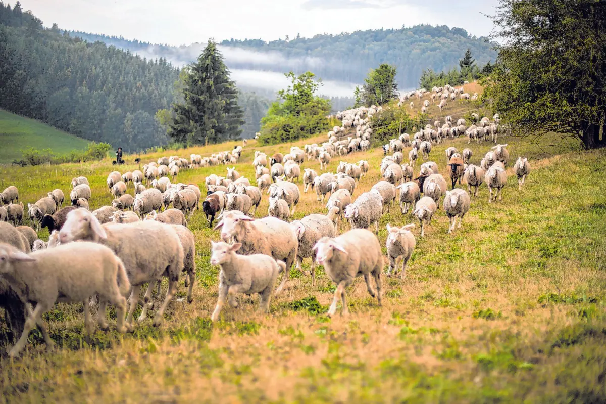 Muens Biosphaere Schafe ⇥RP Tübingen