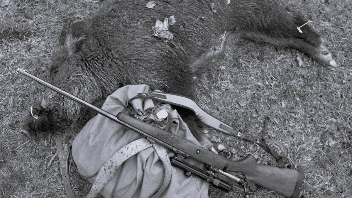 ARCHIV - Im brandenburgischen Sieversdorf (Oder-Spree) liegt nach einer Ansitz-Drückjagd ein geschossenes Wildschwein neben einem Rucksack mit Gewehr, aufgenommen am 03.12.2011. Die bundesweit fleißigsten Wildschweinjäger gibt es in Brandenburg. Nach einer Länderstatistik des Deutschen Jagdschutzverbandes wurden dort in der vergangenen Saison rund 72 500 Wildschweine geschossen, etwa 12 000 mehr als im Jahr davor. Foto: Patrick Pleul dpa/lbn (zu lbn vom 08.01.2012.) +++(c) dpa - Bildfunk+++585 000 Abschüsse von Wildschweinen hat der Jagdschutzverband im Jahr 2011 registriert. Foto: dpaErlegte Wildschweine werden in einer Teilregion Sachsens künftig auf radioaktives Cäsium untersucht. Archivfoto: dpaBevor das Fleisch einer Wildsau verarbeitet werden darf wird es untersucht. Dabei patzte das Labor des Kreises Görlitz. Archivfoto: dpa