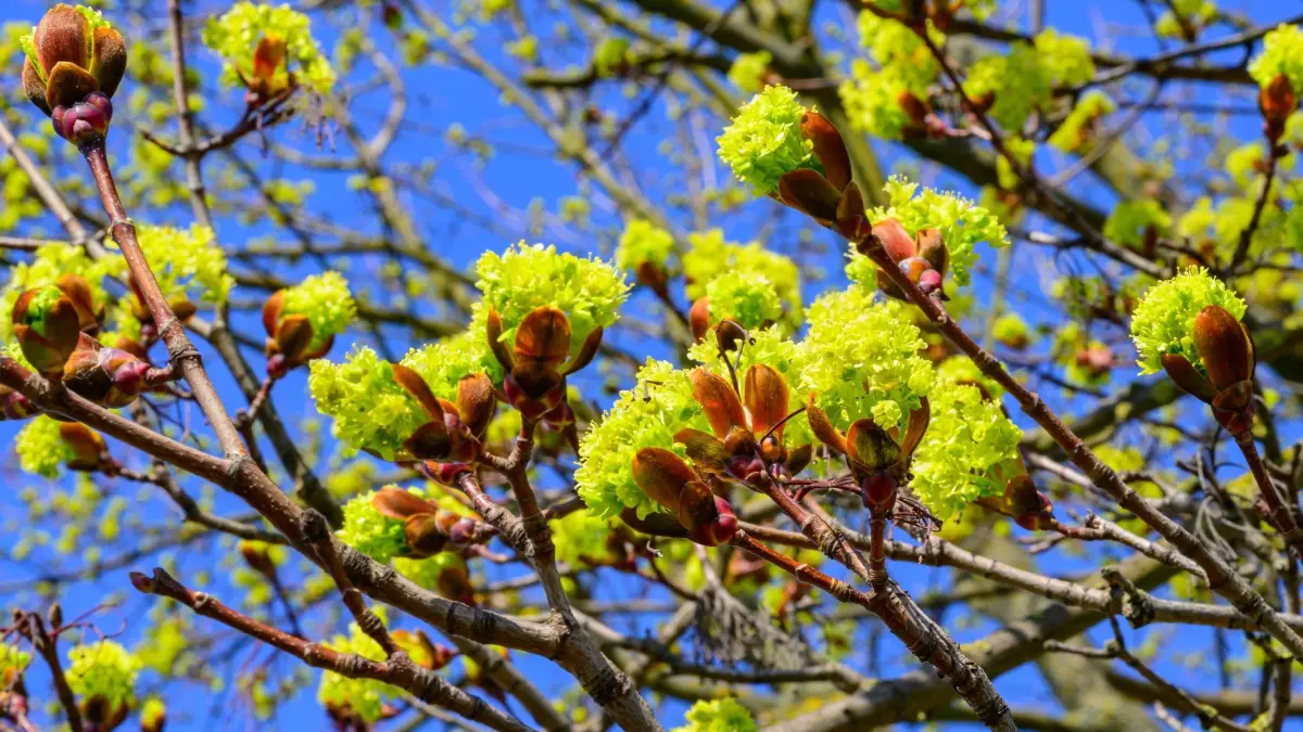 Ahornbaum: ARCHIV - 11.04.2026, Brandenburg, Mallnow: Die Blüten eines Ahornbaumes im Frühling. (zu dpa: «Temperaturen bis 23 Grad - Sonne lockt Bayern ins Freie») Foto: Patrick Pleul/dpa +++ dpa-Bildfunk +++