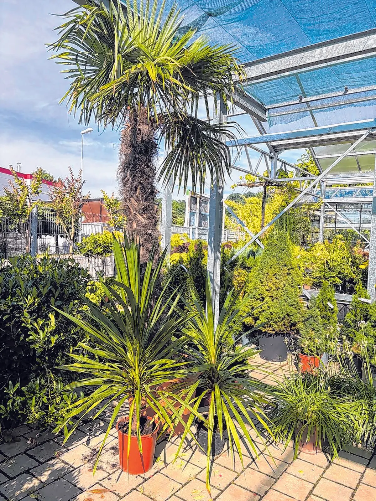 Blumen Jetter Balingen⇥Honorarfrei