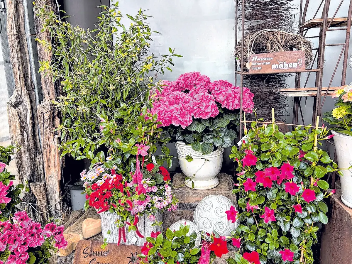 Blumen Jetter Balingen⇥Honorarfrei