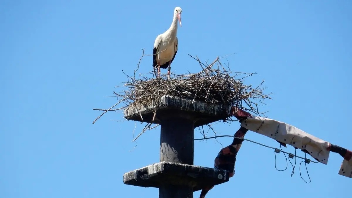 Altinger Storchennest jetzt mit Kabelschutz