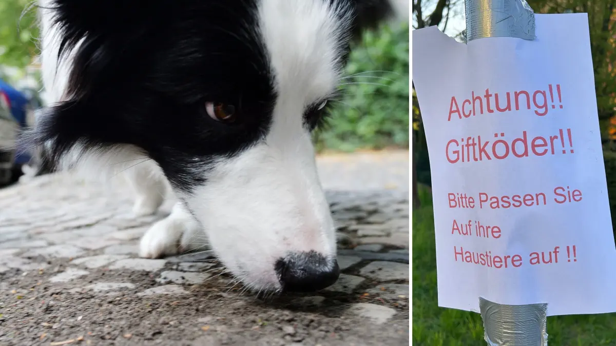 Hund, Giftköder, Warnung, Zettel in Cottbus Sachsendorf