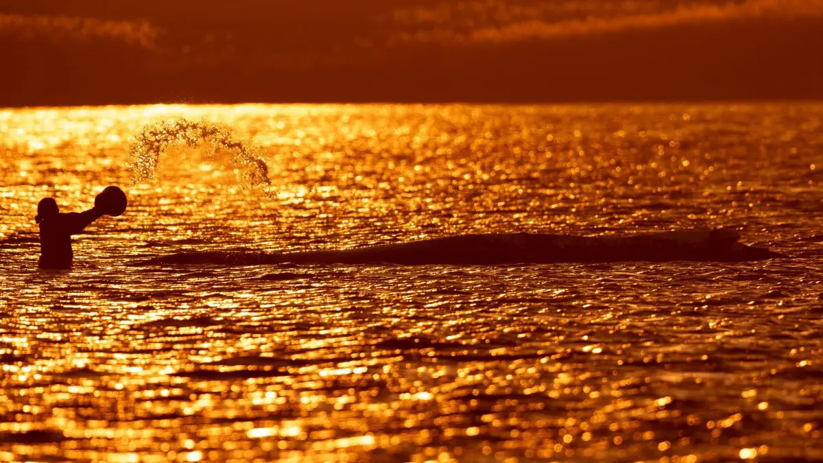 Weitere Entwicklung zum Buckelwal in der Ostsee: 24.04.2026, Mecklenburg-Vorpommern, Fährdorf (poel): Eine Helferin bespritzt beim Sonnenuntergang im Gegenlicht den Buckelwal vor der Insel Poel. Der vor drei Wochen bei Wismar gestrandete Buckelwal liegt weiterhin im Flachwasser fest. Eine private Initiative versucht seit Tagen, den Wal zu retten. Foto: Jens Büttner/dpa +++ dpa-Bildfunk +++