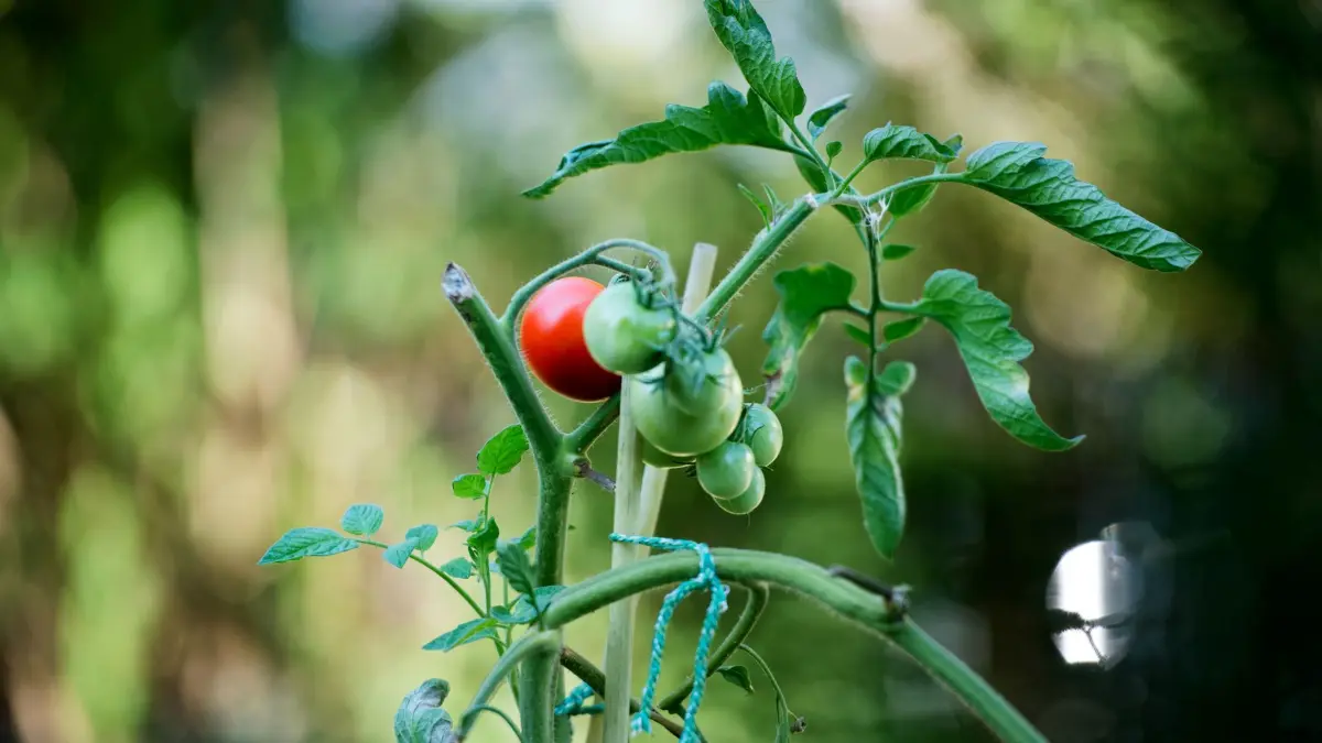 TU verschenkt hunderte Nutzpflanzen für Balkon und Garten: ARCHIV - 11.09.2016, Sachsen, Dresden: Tomaten wachsen in einem Garten in Dresden. (zu dpa: «TU verschenkt hunderte Nutzpflanzen für Balkon und Garten») Foto: Arno Burgi/dpa +++ dpa-Bildfunk +++
