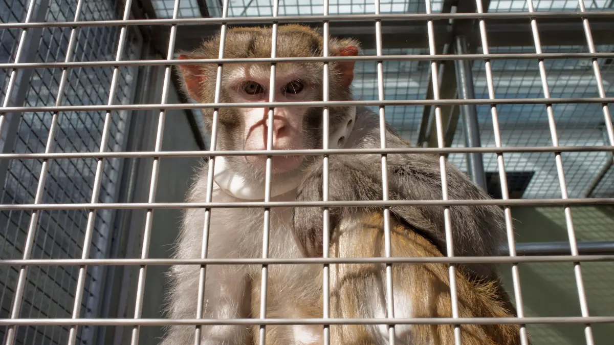 (ohne Überschrift): Vorsicht: Dieses Foto ist möglicherweise nur für den einstigen Verlag Schwäbisches Tagblatt verwendbar. Makaken Gehege des MPI für Biologische Kybernetik
Affenversuche Tierversuche
26.02.15 Bild: Metz