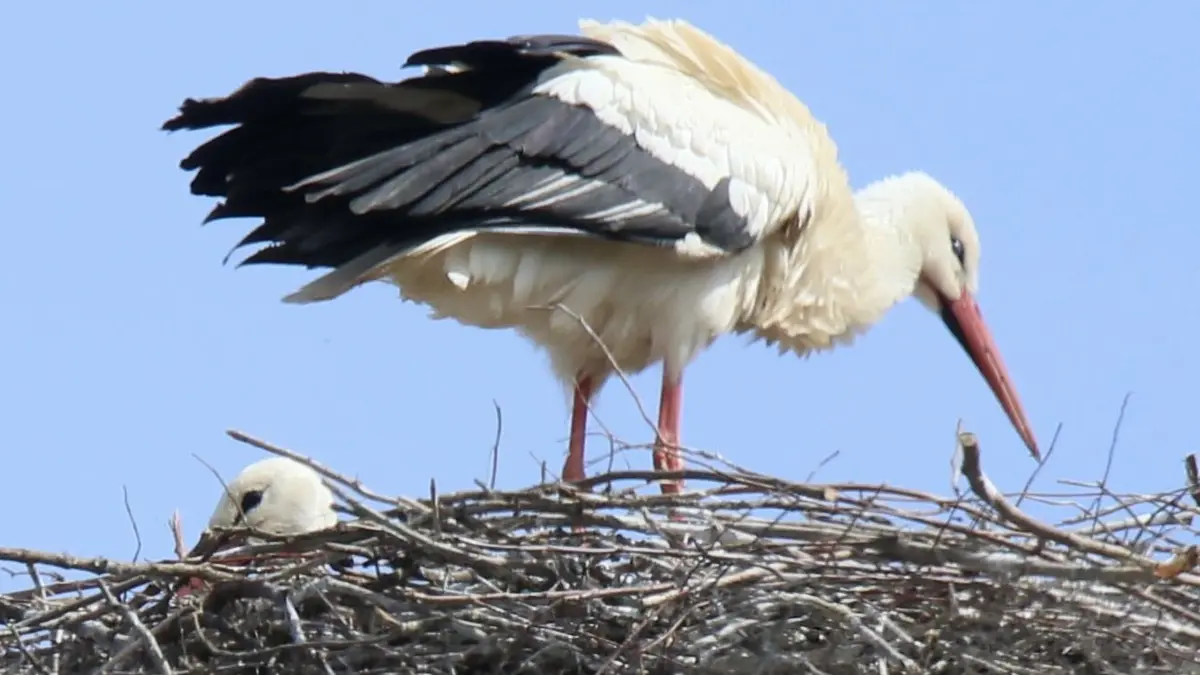 Der Nachwuchs der Weilheimer Störche ist da: Von unten ist es nicht einfach, ins Nest zu sehen. Zu erkennen ist links das Köpfchen eines Jungstorchs. Das Bild entstand am Nachmittag des Sonntags (26. April 2026).