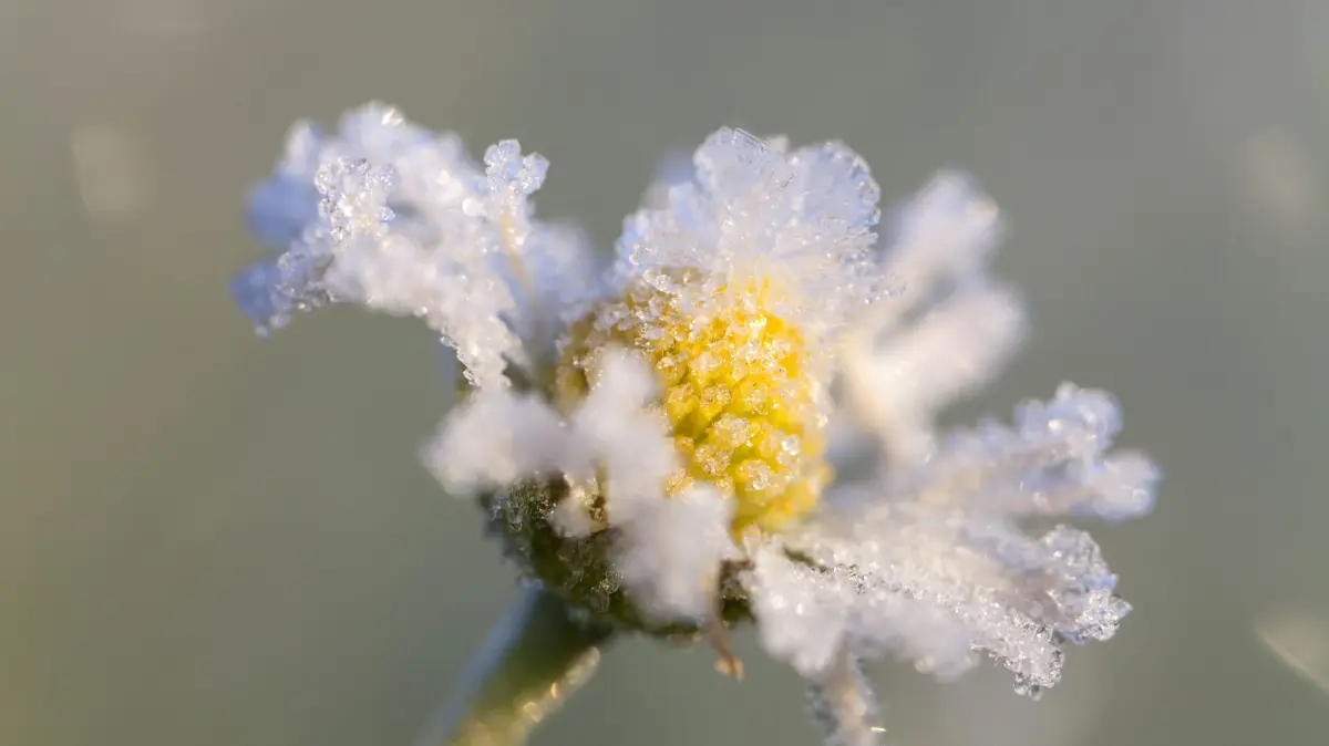Die „Eisheiligen“: Geschichten von Kaelte, Mord und Verfolgung: Gaensebluemchen (Bellis perennis) mit Raureif auf einem Feld in Mecklenburg-Vorpommern (Archivfoto). Sie stehen fuer ein Wetterphaenomen, das seit Jahrhunderten im Kalender von Bauern und Gaertnern eine Rolle spielt: die "Eisheiligen". Aber was steckt meteorologisch hinter den kalten Tagen im Mai? Und wer waren die "Eisheiligen"? Ihre Namen finden sich allesamt im oekumenischen Heiligenkalender. Gemeint sind Mamertus, Pankratius, Servatius, Bonifatius und dazu noch die kalte Sophie. Sie stehen fuer die Tage vom 11. bis 15. Mai. (Siehe epd-Feature vom 27.04.2026) *** Local Caption *** 00308980