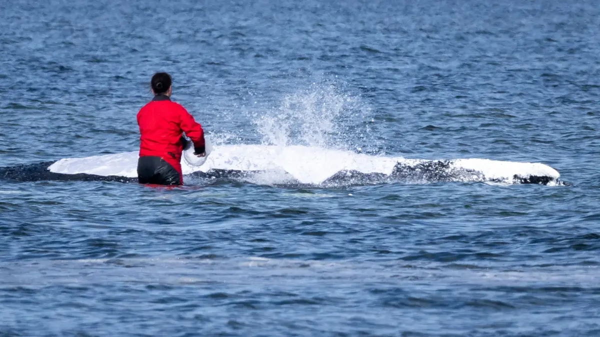 Weitere Entwicklung zum Buckelwal in der Ostsee: 27.04.2026, Mecklenburg-Vorpommern, Poel: Eine Helferin befeuchtet den Rücken des Wals mit nassen Tüchern. Der vor etwa einem Monat bei Wismar gestrandete Buckelwal liegt weiterhin im Flachwasser fest. Eine private Initiative versucht seit Tagen, den Wal zu retten. Foto: Philip Dulian/dpa +++ dpa-Bildfunk +++