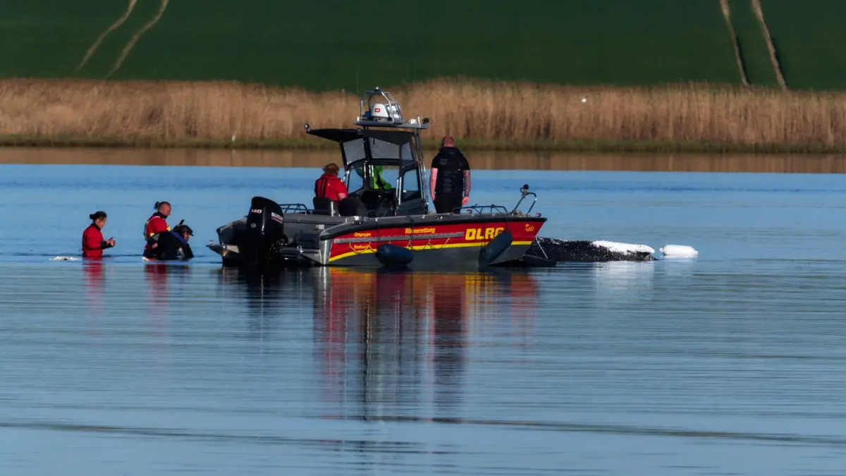 Weitere Entwicklung zum Buckelwal in der Ostsee: 28.04.2026, Mecklenburg-Vorpommern, Fährdorf: Erste Helfer des Rettungsteams beobachten am Morgen den festliegenden Wal vor der Insel Poel. Der vor über drei Wochen bei Wismar gestrandete Buckelwal liegt weiterhin im Flachwasser fest. Eine private Initiative versucht seit Tagen den Wal zu retten. Foto: Marcus Golejewski/dpa +++ dpa-Bildfunk +++