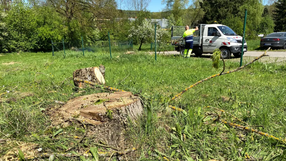 Nur noch der Baumstumpf ist zu sehen. Insgesamt acht Eschen hat der Bauhof gestern an der Gaildorfer Bahnhofstraße gefällt. Sie machen Platz für den Kindergartenneubau.