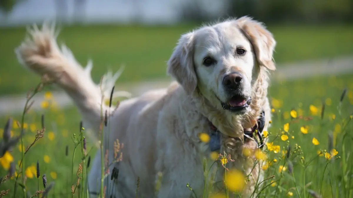 Wetter in Bayern: 28.04.2026, Bayern, Gmund Am Tegernsee: Die Hundedame Luna, ein Golden Retriever, steht in einer Blumenwiese. Foto: Malin Wunderlich/dpa +++ dpa-Bildfunk +++