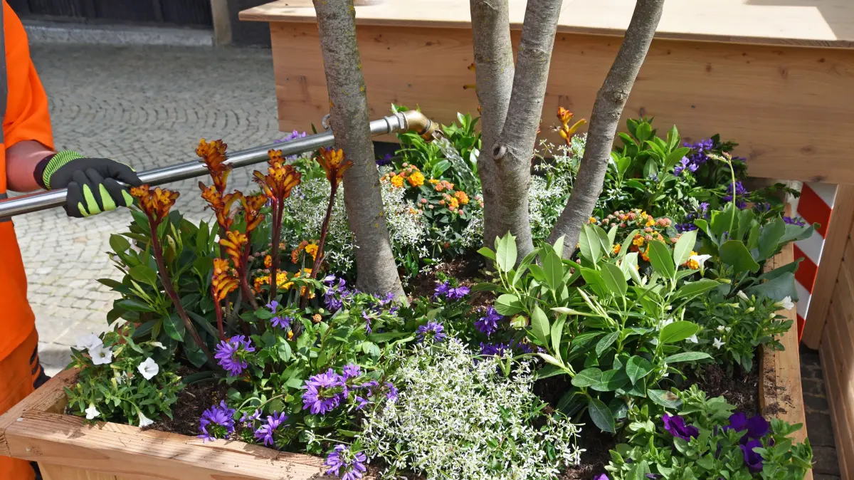 Mitarbeiter des städtischen Betriebshofes gießen die neuen Pflanzkübel auf dem Marktplatz an.
