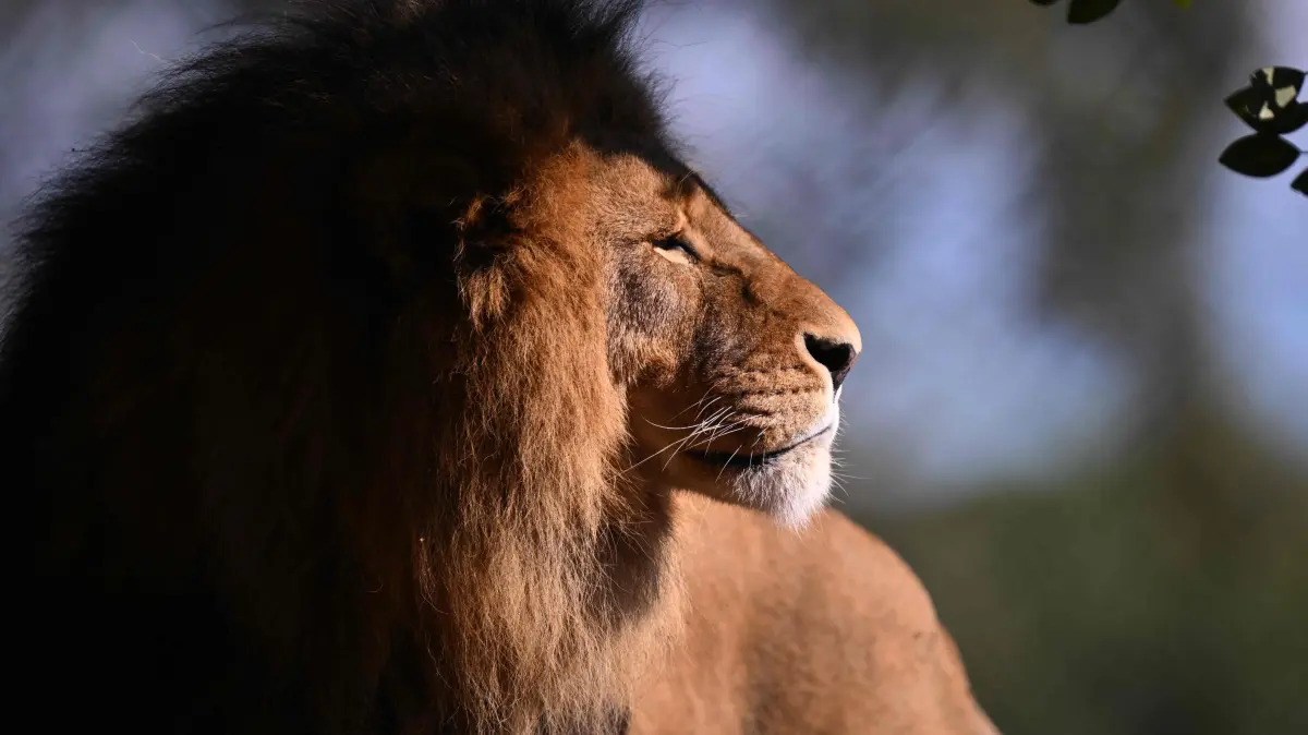 An African Lion called Sheru looks out over the enclosure after two his two cubs went on public display at the Werribee Open Range Zoo on Melbourne's outskirt on April 28, 2026. African Lions are classified as vulnerable on the International Union for Conservation of Nature’s Red List, with as few as 23,000 remaining in the wild across sub-Saharan Africa. (Photo by William WEST / AFP)