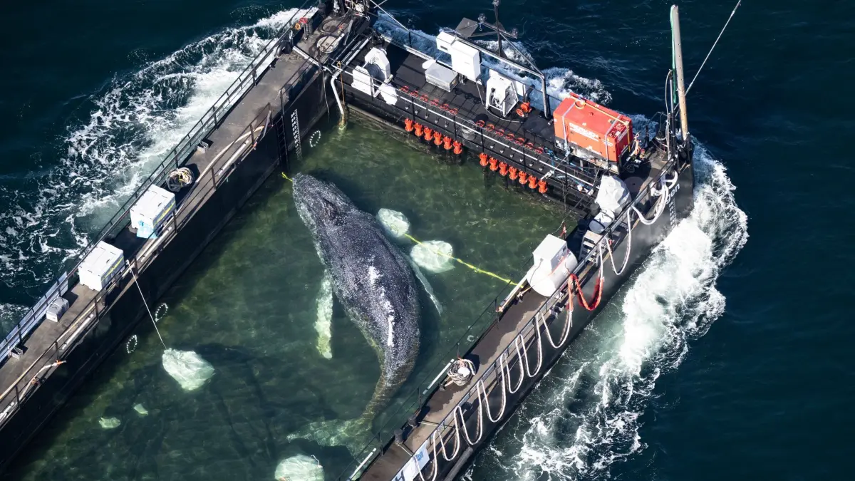 Weitere Entwicklung zum Buckelwal in der Ostsee