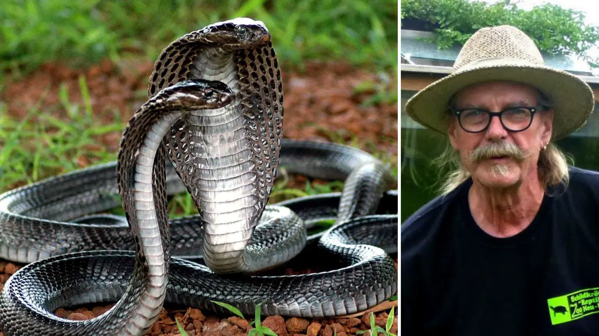 Reptilienexperte Karl Heinz Wogrin aus Neu-Ulm nimmt zum Tod eines 57-Jährigen Unterallgäuer Stellung. Der Urlauber starb durch einen Schlangenbiss bei einer Show in Ägypten.