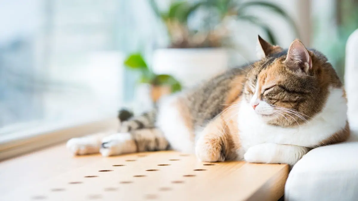Wie lange kann man Katzen alleine zuhause lassen?