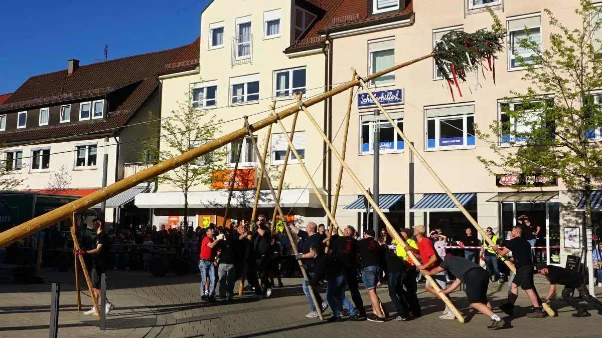 Bei prächtigem Sonnenschein stellten die Mössinger ihren Maibaum am Donnerstagabend auf traditionelle Art auf und feierten in den Monat hinein