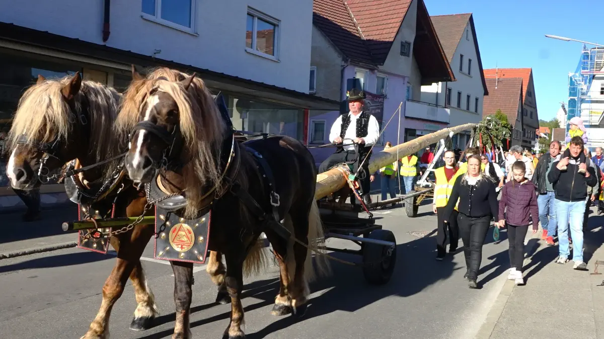 Ein Pferdegespann zog den Maibaum in die Innenstadt