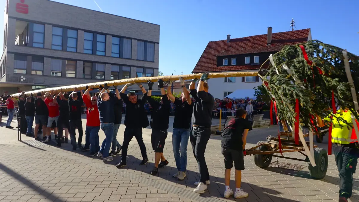 Bei prächtigem Sonnenschein stellten die Mössinger ihren Maibaum am Donnerstagabend auf traditionelle Art auf und feierten in den Monat hinein