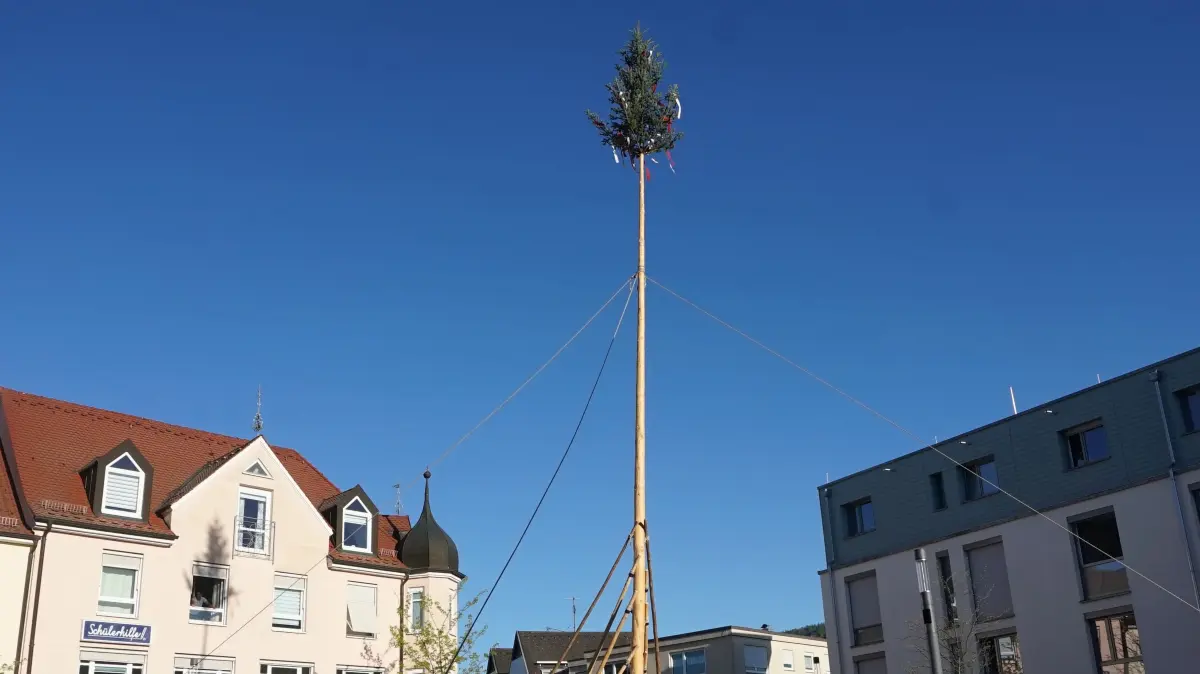 Schließlich steht er, der ausnehmend hohe Maibaum