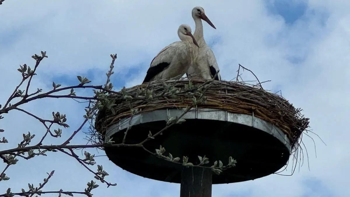 Babyalarm im Geislinger Storchennest.