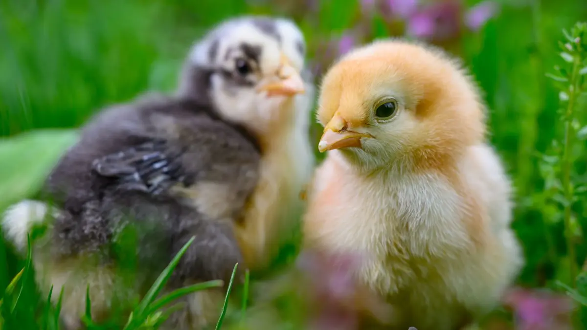 Küken im Frühling: 04.05.2026, Brandenburg, Sieversdorf: Auf einem Bauernhof sind zwei Hühnerküken, die vier Tage alt sind, auf einer Wiese unterwegs. Etwa alle 24 Stunden legt eine Henne ein Ei. Wenn man ihnen die Eier nicht wegnimmt, schlüpfen nach rund drei Wochen Brutzeit die Küken. Foto: Patrick Pleul/dpa - Honorarfrei nur für Bezieher des Dienstes ZB-Funkregio Ost +++ ZB-FUNKREGIO OST +++
